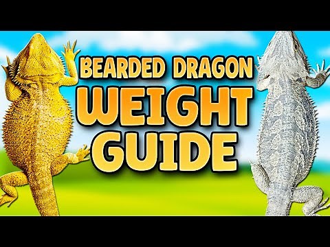 Is My Bearded Dragon Fat or Skinny? - Bearded Dragon Weight Guide