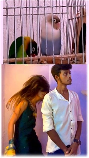 We have recreated two lovebirds 💚💙 #lovebirds #recreation #couple #dance