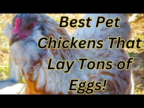 🐔 Best Backyard Chickens for Pets & Eggs! (Must-Know Breeds)