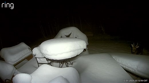 I have watched this guy grow from nubs to this. I am curious what his antlers will look like next year. | Bill Moore