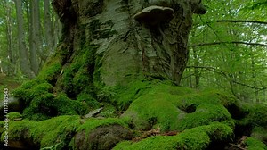 Forest sun beams through trees in old forest, motorized time lapse, high dynamic range imaging