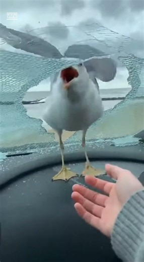 “Angry Seagull SMASHES Car Windshield for a Snack! 😂💥🦅”