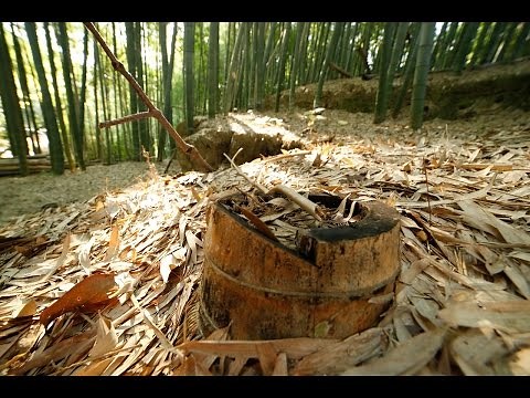 The Oldhamii Bamboo cloning propagation attempt and process