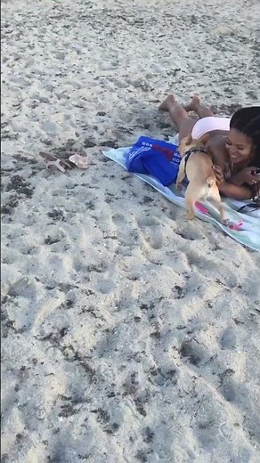 Hilarious Dog Crashes Woman's Sunbathing!