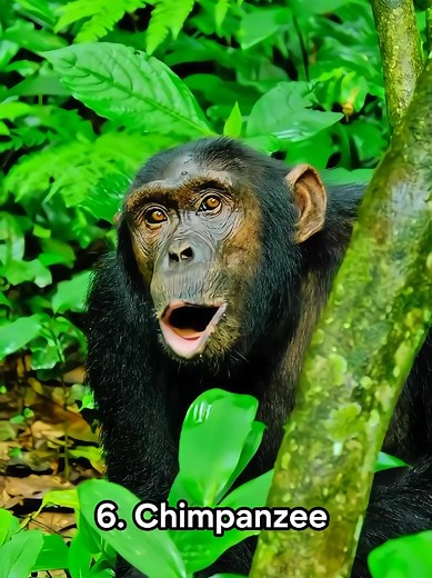 Monkey sounds: common primate calls and what they mean