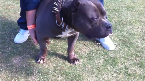 American bully - Sinner