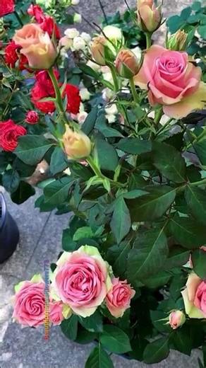 Beautiful garden roses #garden #rosegarden #rose #shorts