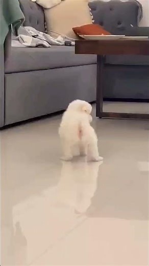 Exploring my home on Day 1 🥹 #doglife #dogshorts #germanspitz #spitz_puppy #doglove #spitzdog