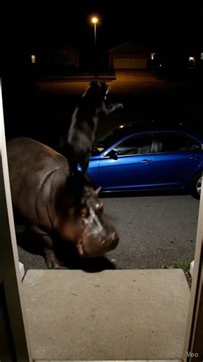 Cat vs Hippo — Guess Who Got Knocked Out? 😾🦛💥 #shorts #cctv #cat #hippo