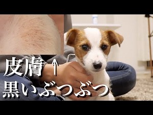 I found out what the black bumps on my puppy's stomach are / Jack Russell Terrier / Multiple pet ...