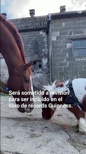 🐴 Este poni podría ser considerado el más pequeño del mundo