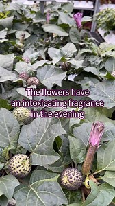 8.4K views · 224 reactions | Datura is an unusual looking annual whose flowers become more fragrant in the evening. ALL parts are poisonous. | Gertens | Facebook