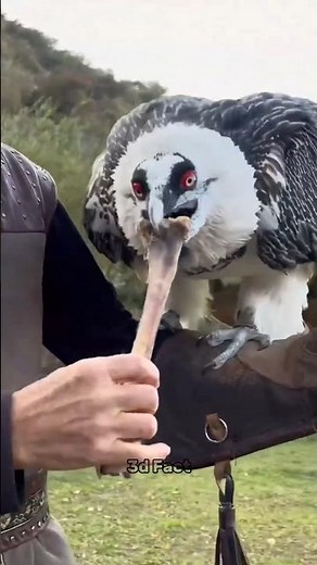 why do vultures eat bones #sciencefacts #facts #science #shorts