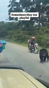 How much does it cost to trek chimps in Kibale? $250 per person Trekking in Kibale National Park requires one to budget for a chimp permit of $250 per person, per trek, either in the morning or afternoon. This charge allows visitors to stay with the chimps for only one hour, but the walk is interspersed with birdwatching, butterfly-watching, and plant identification. | Jerry Adriko