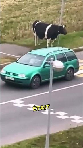 The crazy reaction of a cow on a BUSY road! 🤯🚦 #cuteanimals #animals #adorable