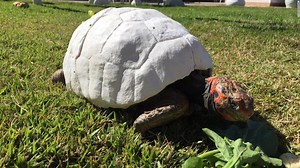 Nuevo récord Guinness: un caparazón de tortuga impreso en 3D - CNN Video