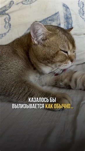 Знаю, будете спрашивать артикул.Арт. #WW216324 — копируйте и вставляйте на WB.