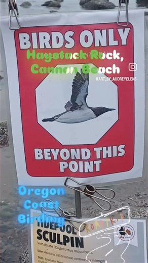 Oregon Coast's Beauties...& Birding. Full Video Linked #oregon #oregoncoast #birding