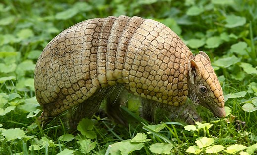 La Plata three-banded armadillo