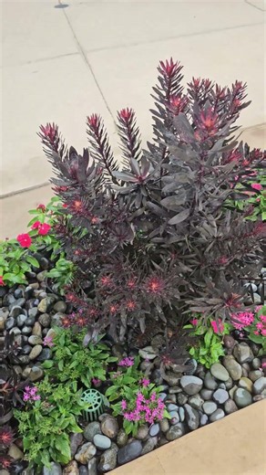 Obsessed with the Texture of this Leucadendron ‘Ebony’ 🌿😍 #plantcollection #garden #landscaping