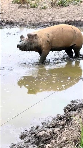 Summer Sun, Muddy Fun #piglife #mudbath #naturemoments