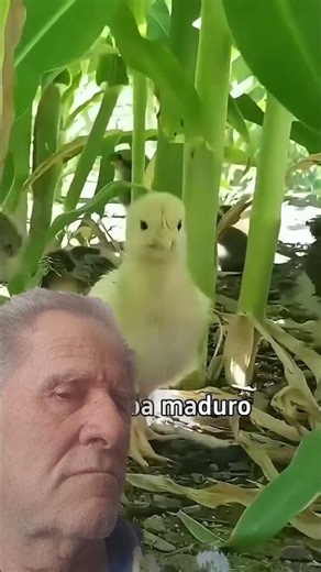 Cómo cultivar maíz con gallinas sistema ecológico #agricultura #ganaderos