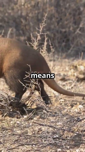 🐜 The First Aardvark in Europe Did WHAT?! 🐽