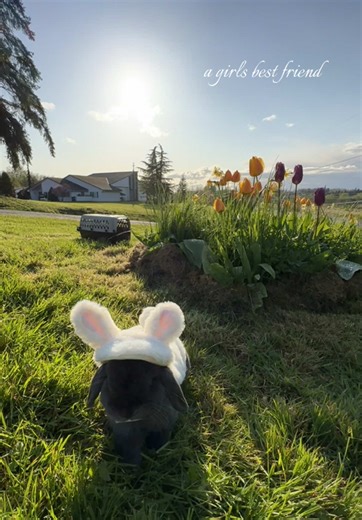 Love My Holland Lop Bunny: The Perfect Companion