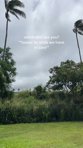 Identifying Bird Species at The Hawaii Wildlife Center