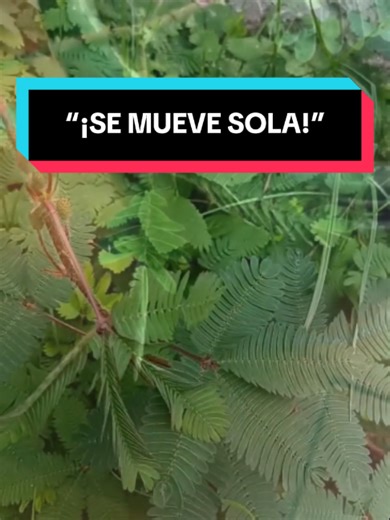 Mimosa pudica: La planta que se mueve