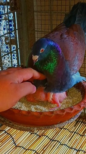 606K views · 3.6K reactions | I was just setting up the nest… but someone is not happy. #pigeon #birds #pigeonloft #wings | Jundy Saliendra | Facebook