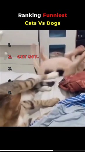 TOP 5 CATS & DOGS That Just Can't Get Along 😂🐱🐶