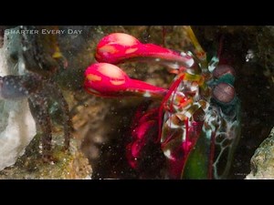 Super Slow Motion Video of a Mantis Shrimp Punching Its Prey