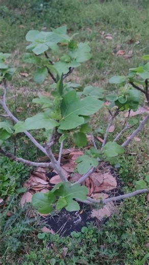 Celeste Fig Tree Leaves 🌳 🍃