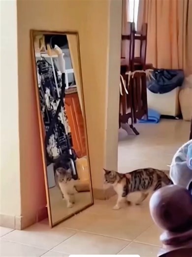 Funny Cats vs Mirrors: Hilarious Reactions