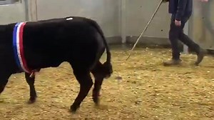 🟢 Today’s Report plus a 20 minute video with some of the exceptional highlights, a terrific trade throughout 🟢 Darlington Mart held their ‘Great Annual Show and Sale’ of Suckled Calves on Monday 26th October 2020. Forward were 520 Cattle. 192 Store Heifers sold to £1720 186 Store Steers sold to £1160 14 Young Bulls sold to £910 5 In Calf Heifers sold to £1280 1 Breeding Bull sold for £1080 117 Cast Cows & OTM sold to 212ppk or £1397 5 Stock Bulls sold to 168ppk or £1401 Suckled Calves – A trem