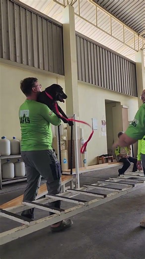 Sandy and Alenka SAR Training Day | Obedience, Tunnel, Ladder