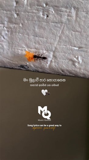 මං මුලාවී Artist- Gunadasa Kapuge #fypシ゚ #fy #fypage #foryoupage #fypp