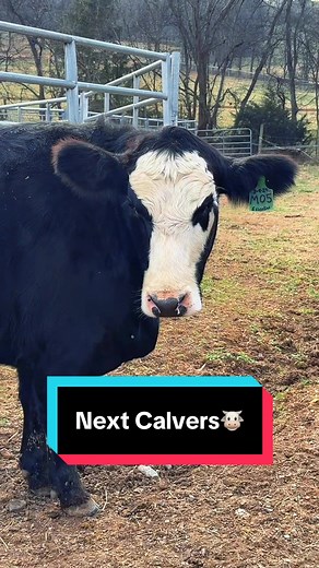 Essential Tips for Upcoming Calving Season