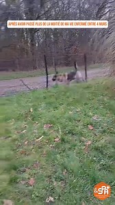 [UNE FAMILLE POUR ROCKY] Découvrez Rocky, notre beau et sensible berger allemand, au refuge depuis 4 ans. Avant d’arriver chez nous, Rocky était utilisé comme chien de garde d’entrepôt, et avait été retrouvé attaché et muselé en train de se noyer.💔 4 ans plus tard, Rocky est toujours parmi nous et n’attire aucun regards… ❤️‍🩹Aujourd’hui il fête ses 7 ans et espère bien rencontrer sa famille pour la vie ! Rocky n’attend que vous pour changer sa vie.🙏🏼 #unefamillepourrocky #sos #dog #rocky #ch