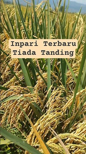 The Newest, Unrivaled Inpari Rice