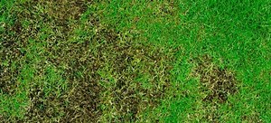 What Is Lawn Paint and Should You Use It? | DoItYourself.com