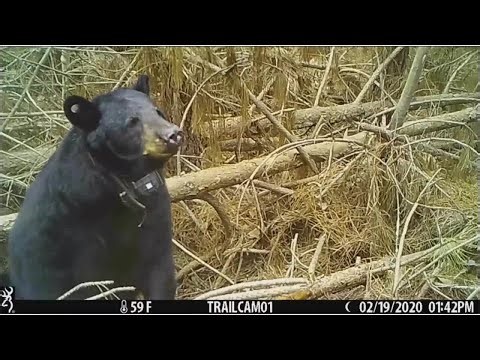 A look inside a bear den