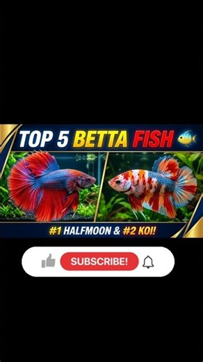 🛑World's Top 5 Betta Fish Types 👑 | Beautiful Siamese Fighting Fish Guide