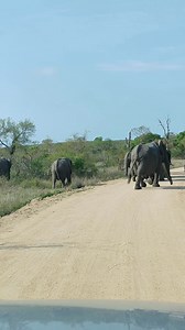 33K views · 2.1K reactions | Breeding herd of elephants crossing the road with their young #wild #leo #story #lions #wildlife #nature #animals | African Bush Kingdom | Facebook