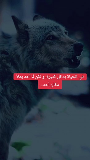 Majestic Wolf Howling in Natural Forest Setting