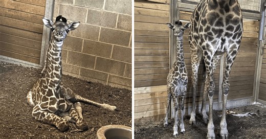 Baby boom at KC Zoo: Meet the zoo’s newest baby giraffe