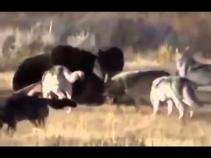 Grizzly Bear VS 14 Wolves