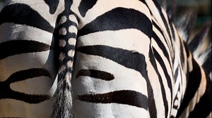 Zebra, Tail, Mammal. Free Stock Video