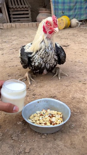 Malikaseel806 on Instagram: "My eight years old white java food"